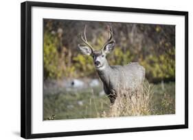 A mule deer buck at National Bison Range, Montana.-Richard Wright-Framed Photographic Print