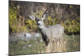 A mule deer buck at National Bison Range, Montana.-Richard Wright-Mounted Photographic Print