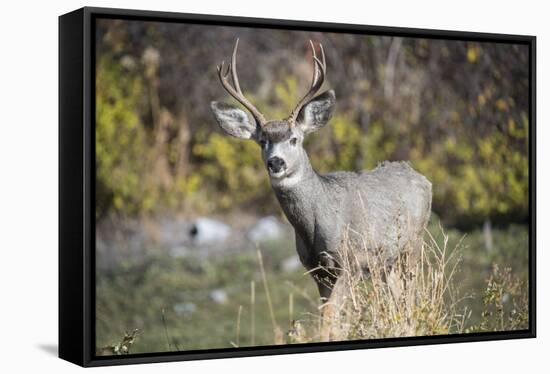 A mule deer buck at National Bison Range, Montana.-Richard Wright-Framed Stretched Canvas