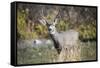 A mule deer buck at National Bison Range, Montana.-Richard Wright-Framed Stretched Canvas