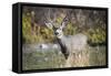 A mule deer buck at National Bison Range, Montana.-Richard Wright-Framed Stretched Canvas