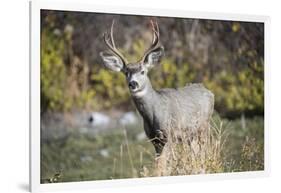 A mule deer buck at National Bison Range, Montana.-Richard Wright-Framed Photographic Print