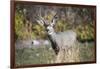 A mule deer buck at National Bison Range, Montana.-Richard Wright-Framed Photographic Print