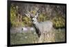 A mule deer buck at National Bison Range, Montana.-Richard Wright-Framed Photographic Print