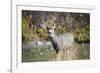 A mule deer buck at National Bison Range, Montana.-Richard Wright-Framed Photographic Print