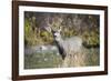 A mule deer buck at National Bison Range, Montana.-Richard Wright-Framed Photographic Print