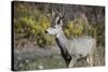 A mule deer buck at National Bison Range, Montana.-Richard Wright-Stretched Canvas