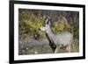 A mule deer buck at National Bison Range, Montana.-Richard Wright-Framed Photographic Print