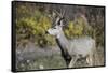 A mule deer buck at National Bison Range, Montana.-Richard Wright-Framed Stretched Canvas