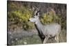 A mule deer buck at National Bison Range, Montana.-Richard Wright-Stretched Canvas