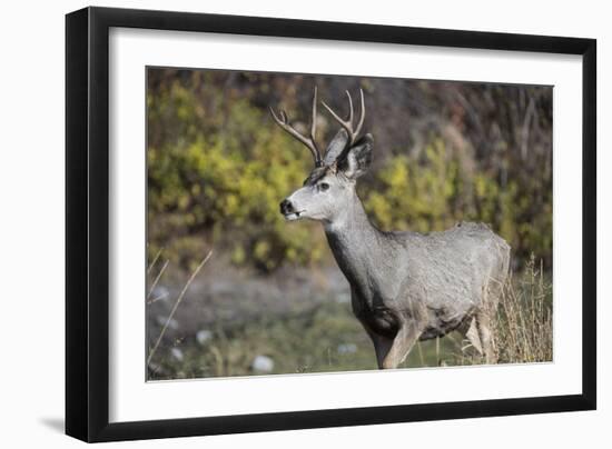 A mule deer buck at National Bison Range, Montana.-Richard Wright-Framed Photographic Print