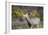 A mule deer buck at National Bison Range, Montana.-Richard Wright-Framed Photographic Print