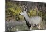 A mule deer buck at National Bison Range, Montana.-Richard Wright-Mounted Photographic Print