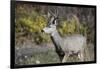 A mule deer buck at National Bison Range, Montana.-Richard Wright-Framed Photographic Print