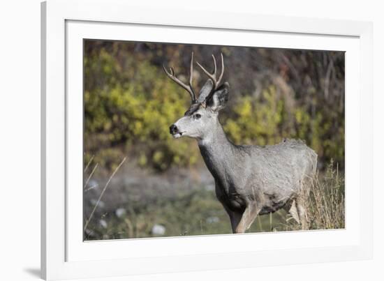 A mule deer buck at National Bison Range, Montana.-Richard Wright-Framed Photographic Print