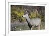 A mule deer buck at National Bison Range, Montana.-Richard Wright-Framed Photographic Print