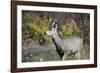 A mule deer buck at National Bison Range, Montana.-Richard Wright-Framed Photographic Print