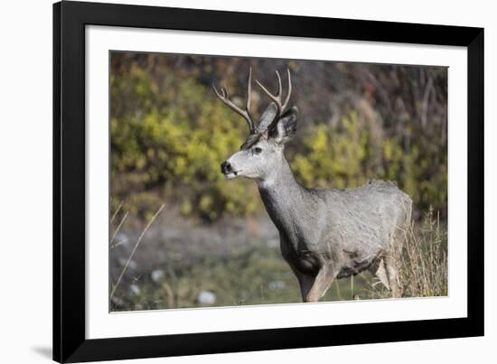 A mule deer buck at National Bison Range, Montana.-Richard Wright-Framed Photographic Print