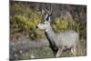 A mule deer buck at National Bison Range, Montana.-Richard Wright-Mounted Photographic Print