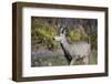 A mule deer buck at National Bison Range, Montana.-Richard Wright-Framed Photographic Print