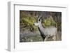 A mule deer buck at National Bison Range, Montana.-Richard Wright-Framed Photographic Print