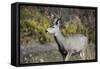 A mule deer buck at National Bison Range, Montana.-Richard Wright-Framed Stretched Canvas