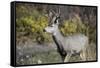 A mule deer buck at National Bison Range, Montana.-Richard Wright-Framed Stretched Canvas