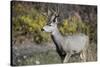 A mule deer buck at National Bison Range, Montana.-Richard Wright-Stretched Canvas