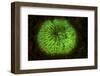 A Mushroom Coral Fluoresces as Uv Light Is Shown Upon It-Stocktrek Images-Framed Photographic Print