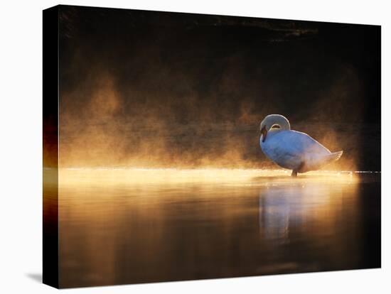 A Mute Swan, Cygnus Olor, Bathes in the Golden Morning Glow-Alex Saberi-Stretched Canvas