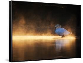 A Mute Swan, Cygnus Olor, Bathes in the Golden Morning Glow-Alex Saberi-Framed Stretched Canvas