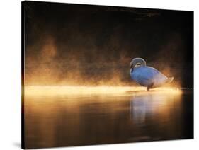 A Mute Swan, Cygnus Olor, Bathes in the Golden Morning Glow-Alex Saberi-Stretched Canvas