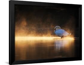 A Mute Swan, Cygnus Olor, Bathes in the Golden Morning Glow-Alex Saberi-Framed Photographic Print