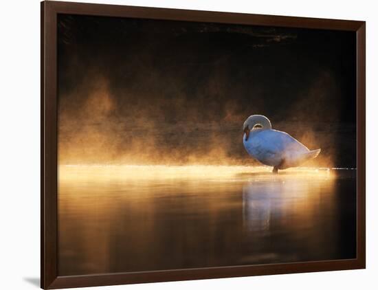 A Mute Swan, Cygnus Olor, Bathes in the Golden Morning Glow-Alex Saberi-Framed Photographic Print