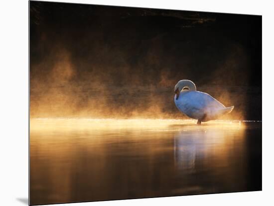 A Mute Swan, Cygnus Olor, Bathes in the Golden Morning Glow-Alex Saberi-Mounted Photographic Print