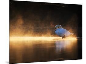 A Mute Swan, Cygnus Olor, Bathes in the Golden Morning Glow-Alex Saberi-Mounted Photographic Print