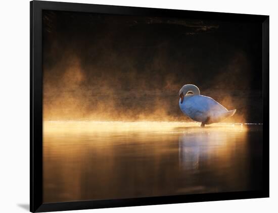 A Mute Swan, Cygnus Olor, Bathes in the Golden Morning Glow-Alex Saberi-Framed Photographic Print