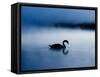 A Mute Swan, Cygnus Olor, Silhouetted Against the Morning Mist-Alex Saberi-Framed Stretched Canvas