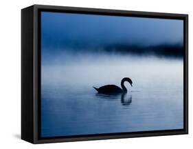 A Mute Swan, Cygnus Olor, Silhouetted Against the Morning Mist-Alex Saberi-Framed Stretched Canvas