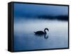 A Mute Swan, Cygnus Olor, Silhouetted Against the Morning Mist-Alex Saberi-Framed Stretched Canvas