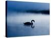 A Mute Swan, Cygnus Olor, Silhouetted Against the Morning Mist-Alex Saberi-Stretched Canvas