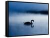 A Mute Swan, Cygnus Olor, Silhouetted Against the Morning Mist-Alex Saberi-Framed Stretched Canvas