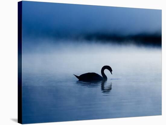 A Mute Swan, Cygnus Olor, Silhouetted Against the Morning Mist-Alex Saberi-Stretched Canvas