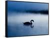 A Mute Swan, Cygnus Olor, Silhouetted Against the Morning Mist-Alex Saberi-Framed Stretched Canvas