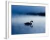 A Mute Swan, Cygnus Olor, Silhouetted Against the Morning Mist-Alex Saberi-Framed Premium Photographic Print