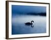 A Mute Swan, Cygnus Olor, Silhouetted Against the Morning Mist-Alex Saberi-Framed Premium Photographic Print