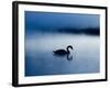 A Mute Swan, Cygnus Olor, Silhouetted Against the Morning Mist-Alex Saberi-Framed Premium Photographic Print