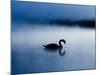 A Mute Swan, Cygnus Olor, Silhouetted Against the Morning Mist-Alex Saberi-Mounted Premium Photographic Print