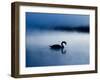 A Mute Swan, Cygnus Olor, Silhouetted Against the Morning Mist-Alex Saberi-Framed Photographic Print