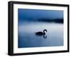 A Mute Swan, Cygnus Olor, Silhouetted Against the Morning Mist-Alex Saberi-Framed Photographic Print